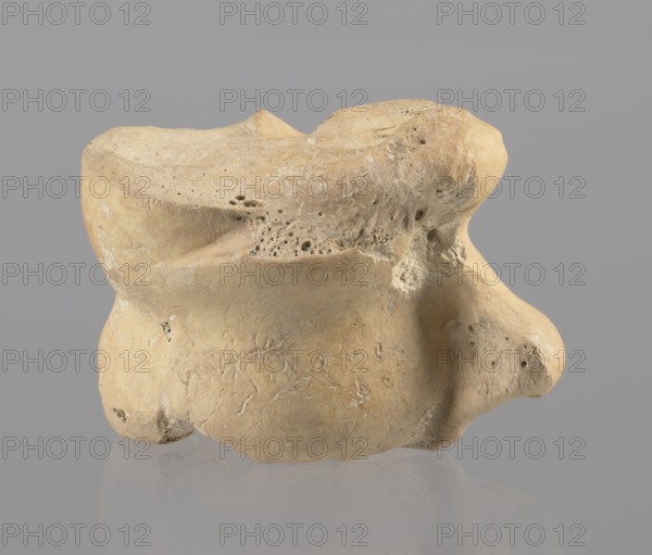Astragalus of a cow, Myrmekion Crimea, Hellenistic period, astragalus condylo-talus bone of a cow, bones, product of nature, 323–30 BC, found at Myrmekion, height 4.6 cm, A single irregularly shaped object resembling a bone sits against a plain background; the object has a rough, porous texture with areas of smoothness and worn edges, with visible small pits and cavities across its surface and subtle surface scratches and fissures. The object displays a range of beige, tan, cream, and light brown tones with slightly darker brown shadows in recessed areas and faint off-white highlights on raised ridges. The background is a uniform gray, and the object casts a soft, diffuse reflection and shadow on a glossy surface beneath it.