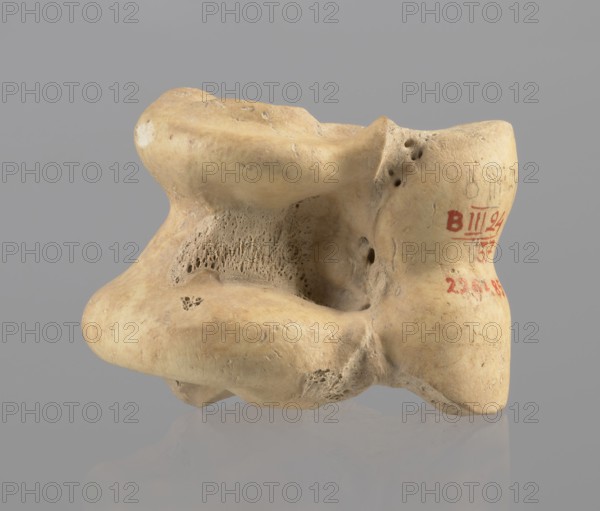 Astragalus condylo-talus bone of a cow, Myrmekion Crimea, Hellenistic period 323–30 BC, astragalus bone, product of nature, height 4.6 cm, A pale beige irregularly shaped object with porous textures and smooth worn areas rests against a flat gray background; the object shows several small holes and cavities, a rough spongy interior section, and rounded protruding forms with subtle darker beige and light brown discolorations, and there are small patches of whitish surface wear.