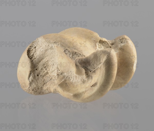 Astragalus of a cow, Myrmekion Crimea, Hellenistic period 323–30 BC, astragalus condylo-talus bone of a cow, bones, antiquity, product of nature, height 4.6 cm, A light beige, irregularly shaped object with a porous, textured surface rests against a smooth medium-gray background; the object shows smoother rounded edges and concave depressions, areas of rough pitting and small cavities, and subtle variations of beige and off-white tones across its surface, with a faint reflection of the object visible on the gray surface beneath it.
