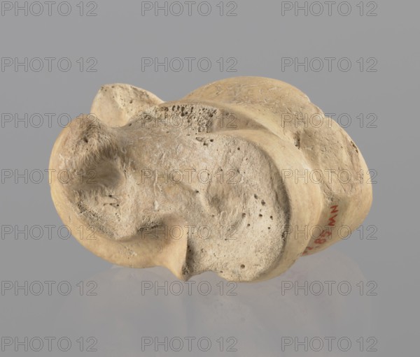 Astragalus of a cow, Myrmekion Crimea, Hellenistic period, astragalus condylo-talus bone of a cow, bones, product of nature, 323–30 BC, height 4.6 cm, A worn, irregularly shaped object with a rough, porous surface in shades of beige, tan, and light brown rests on a smooth, reflective surface; the object shows rounded curves, indentations, and textured pits, with some smoother edges and small raised ridges, and there is a soft gray background behind it.