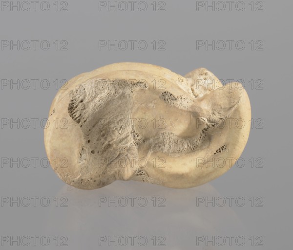 Astragalus of a cow, Myrmekion Crimea, Hellenistic period, astragalus condylo-talus bone of a cow, bones, antiquity, 323–30 BC, Myrmekion place of finding, product of nature, height 4.6 cm, A light beige, irregularly shaped object with porous, pitted textures rests against a smooth gray background, showing areas of smoother rounded surfaces and rougher, hole-filled regions; the object casts a faint reflection on the glossy surface below, and the visible colors include beige, cream, and gray.