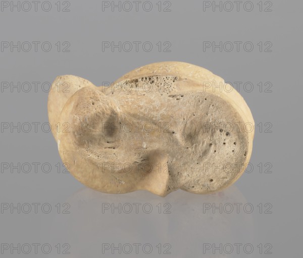 Astragalus of a cow, Myrmekion Crimea, Hellenistic period, astragalus condylo-talus bone of a cow, bones, antiquity, 323–30 BC, Myrmekion findspot, product of nature, height 4.6 cm, A close-up of a single irregularly shaped object with a rough, porous surface in tones of beige, tan, and light brown resting on a smooth reflective surface; the background is a flat medium gray and the object casts a faint muted reflection below it, showing details like small pits, rounded protrusions, and textured crevices across its surface.