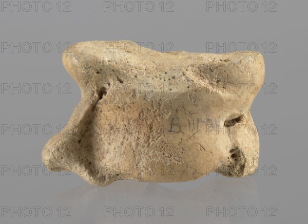 Cow astragal, Myrmekion Crimea, Hellenistic period, antiquity, bones, cow astragal condylo-talus bone, 332–30 BC, Myrmekion place of finding, product of nature, height 3.4 cm, A weathered irregular object with a rough, pitted surface sits against a plain background; the object is mainly beige and tan with areas of light brown and pale cream, showing porous textures and small holes across its surface, rounded protrusions and indentations create an uneven silhouette, and a faint darker smudge is visible on one side.