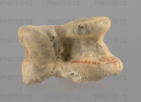 Cow astragal, Myrmekion Crimea, Hellenistic period, antiquity, bones, cow astragal condylo-talus bone, 332–30 BC, Myrmekion findspot, product of nature, height 3.4 cm., A weathered pale beige object with irregular rounded contours and porous textured surfaces rests against a neutral gray background, showing a concave indentation and a few small pits and rough patches; the object displays variations of beige and light tan with some darker grayish-beige speckling and shadowed recesses, and it sits on a reflective surface that creates a faint mirror of its underside.