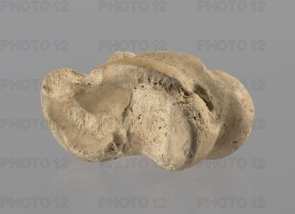 Cow astragal, Myrmekion Crimea, Hellenistic period, antiquity, bones, cow astragal condylo-talus bone, 332–30 BC, Myrmekion, product of nature, height 3.4 cm, A roughly irregular shaped object with a porous, pitted surface in shades of beige, tan, cream, and light brown sits against a uniform medium gray background; the object displays smooth rounded contours, concave depressions, and textured rough areas with small cavities and fibrous-looking patches, and a faint reflection of the object appears on the glossy gray surface below.