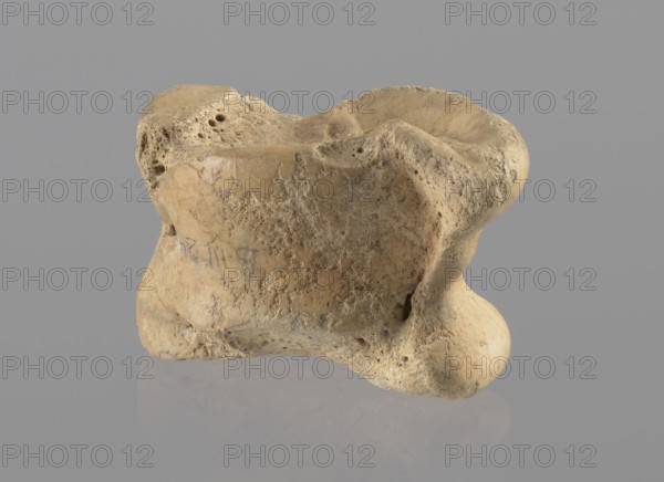 Cow astragal, Myrmekion Crimea, Hellenistic period, antiquity, bone condylo-talus of a cow, 332–30 BC, found in Myrmekion, product of nature, height 3.4 cm, A weathered, irregularly shaped object resembling a bone sits against a smooth gray background, showing a textured surface with pitted and porous areas and smoother worn patches; the object displays shades of beige, tan, cream, and light brown with subtle darker brown speckles and mottling, and casts a soft reflection on the surface beneath it.