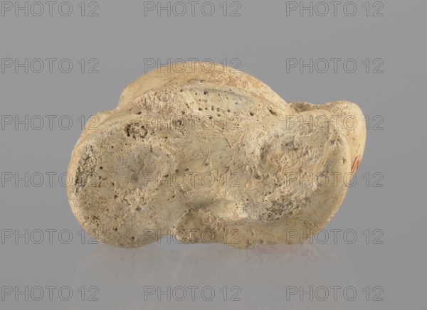 Cow astragal, Myrmekion Crimea, Crimea Ukraine, Hellenistic period, antiquity, bone condylo-talus, 332–30 BC, product of nature, height 3.4 cm, A roughly oval, irregularly shaped object with a textured, pitted surface sits against a neutral gray background and a reflective surface below. The object displays a range of beige, tan, light brown, and off-white tones with darker grayish-brown areas in depressions and crevices. Its surface features small holes, rough patches, and smoother worn areas, with subtle shadowing that emphasizes contours and undulations. There is a faint reflection of the object on the glossy surface beneath it.