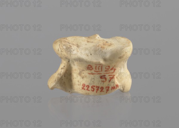 Goat astragal, Myrmekion Crimea, astragal condylo-talus bone, bones, antiquity, goat astragal, 332–30 BC; Hellenistic period, Myrmekion place of finding, product of nature, length 2.1 cm, An off-white object with a smooth, irregular shape sits centered against a solid gray background, showing a slightly glossy surface with scattered brownish spots and smudges; the object has rounded edges, shallow depressions on its top, and a few protruding lobes on the sides, and there is a reflection of the object on the pale reflective surface below.