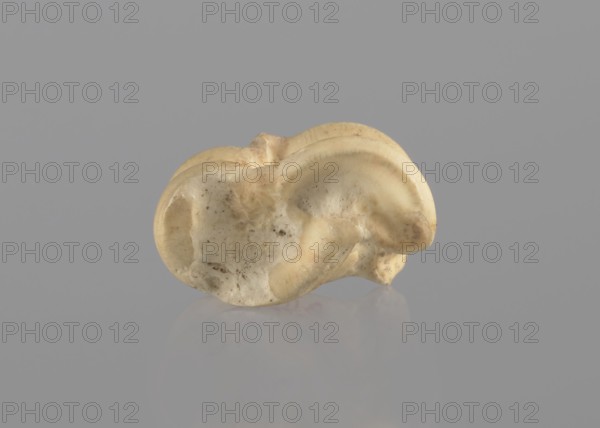 Goat astragal, Myrmekion Crimea, astragal condylo-talus bone, bones, antiquity; Polish excavations in Myrmekion, 332–30 BC Hellenistic period, Myrmekion place of finding, product of nature, length 2.1 cm, An off-white, beige object with smooth, rounded contours sits against a solid gray background, showing a textured surface with small dark speckles and subtle darker beige shading along curved ridges; its underside casts a faint glossy reflection on the surface below, and the overall scene features tones of gray, off-white, beige, and hints of pale brown.