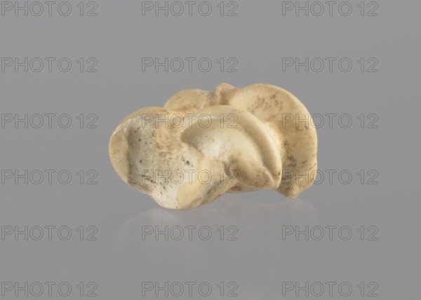 Goat astragal, Myrmekion Crimea, astragal condylo-talus bone, bones, antiquity, Polish excavations in Myrmekion, 332–30 BC Hellenistic period, product of nature, length 2.1 cm, A small, irregularly shaped object with a smooth, rounded surface sits against a uniform gray background, showing a range of cream, beige, pale yellow, and light brown tones with darker brown speckles and patches; the object has concave and convex curved forms, soft ridges, and worn edges, and it casts a faint reflection on the glossy surface beneath.