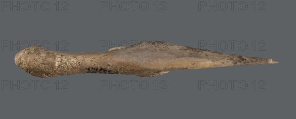Awl, An awl made of unworked animal bone with a sharpened end used for piercing materials fabrics or leather. Early Jazira III period ca. 2600–ca. 2350 BC; Early Dynastic III period. Tell Abu Hafur northeastern Syria; Northern Mesopotamia, Khabur basin, Al-Jazira. Tool. Height 9.3 cm; width 2.9 cm; diameter of pointed working end 0.2–0.5 cm; weight 8 g., A long, tapered object with a rounded, bulbous end and a pointed tip, shown against a solid gray background; the surface of the object appears rough and textured with irregularities and small pits; colors visible include various shades of brown, tan, beige, and small areas of darker brown and gray; the overall shape narrows from the thicker end toward the thin tip and the surface shows uneven coloration and a few darker spots.