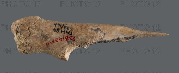 Awl made of unworked animal bone with a sharpened end used for piercing materials fabrics or leather. Early Jazira III period / Early Dynastic III period, ca. 2600–ca. 2350 BC. From Tell Abu Hafur northeastern Syria, Northern Mesopotamia Khabur basin. Material: bone. Function: tool. Dimensions: height 9.3 cm; width 2.9 cm; diameter of pointed working end 0.2–0.5 cm; weight 8 g., A long tapered object with a rough porous surface in shades of beige, tan, brown, and gray sits against a solid gray background; the left end is thicker and irregular with pitted, sponge-like texture, while the right end narrows to a pointed tip with darker gray and brown discoloration along the lower edge; there are a few darker smudges and small patches of black and red visible on the midsection, and an arching concave notch appears along the lower side near the thicker end.