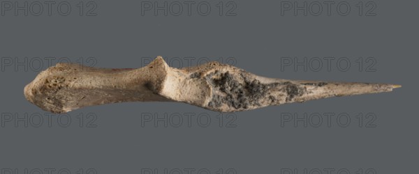 Awl made of unworked animal bone with a sharpened end for piercing materials fabrics or leather; ca. 2600–2350 BC, Early Jazira III / Early Dynastic III period; Tell Abu Hafur northeastern Syria, Northern Mesopotamia Khabur basin; tool; height 9.3 cm, width 2.9 cm, diameter 0.2–0.5 cm pointed working end, weight 8 g., A single elongated object resembling a bone with a tapered pointed end is shown against a solid dark gray background; the object displays a range of colors including beige, tan, off-white, light brown, darker brown, and patches of grayish-black, with a porous textured surface in places, smoother areas elsewhere, some irregular bumps and ridges along its length, and a small sharper tip that is slightly more yellowish.