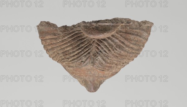 Female votive head. Female head with long, straight hair falling to the shoulders. Neck partially preserved. Elongated face with a receding forehead characterized by wide-open eyes, set shallowly under prominent eyebrow arches. Mouth slightly open with fleshy lips, chin protruding forward, and full cheeks. 2nd century BC, Etruria; votive. Height 20 cm, width 12 cm, depth 8.5 cm, weight 0.94 kg., A single weathered object resembling a fragment of a bowl or shell is centered against a plain light gray background; the object has a rough textured surface with layered, radiating ridges and grooves that create a fanlike pattern, and its colors include shades of brown, reddish-brown, and some darker grayish-brown areas, with occasional lighter flecks.