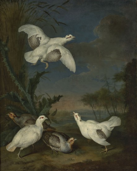 Ptarmigan against a Landscape, Witte, L. de fl. ca 1700–1750 painter. Dark tone. Dark sapphire sky covered with gray clouds, a pink reflection on the horizon line. In the background on the right, a clump of trees. In the foreground on the left, a group of birds perched under a thistle: one gray bird sitting on the grass, two white birds standing grouped at its sides, a fourth gray bird with its head turned to the left positioned slightly behind, and a fifth white bird in flight heading to the right. 18th century; painting; height 95 cm, width 75.5 cm; origin unknown., A group of birds is depicted in a natural setting with a cloudy sky and distant trees; several birds on the ground show a mix of white, brown, gray, and cream feathers with varied patterns, while a single white bird with darker wing patches is captured midflight; surrounding vegetation includes tall green and dark green plants with long leaves and spiky edges, and the ground shows earthy brown and green tones with patches...