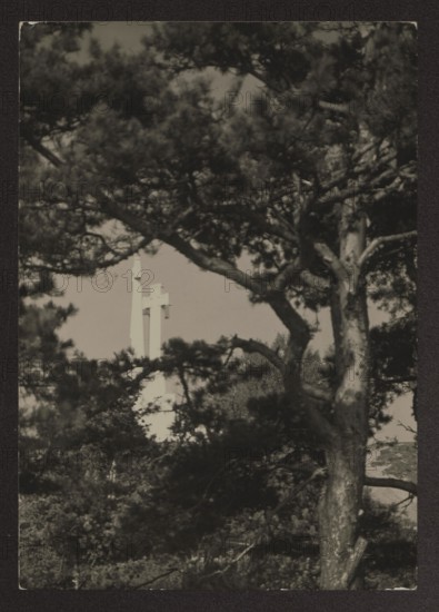Vilnius. Three Crosses, Bulhak, Jan 1876-1950 photographer, Góra Trzykrzyska Vilnius, ca. 1934, Vilnius, photograph, nature photograph, height 16.2 cm, width 11.4 cm, A tall tree with a thick trunk and spreading branches fills much of the frame, its foliage appearing dark and dense; through gaps in the branches a pale vertical structure with a cross-like form is partially visible in the background. The image shows shades of black, gray, and off-white, with the tree bark and needles presenting darker grays and blacks while the distant structure and sky appear lighter off-white and light gray.