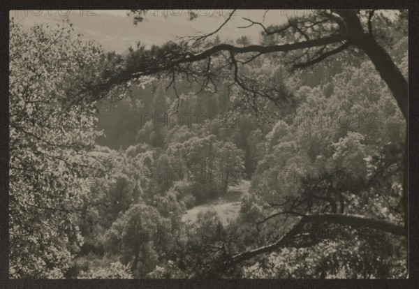 Vilnius, vicinity of Pushkarnia; photographer Jan Bulhak 1876–1950; Pushkarnia and Nowa Wilejka Lithuania; landscapes, rivers; ca. 1934; photography nature photography; 10.8 × 16.0 cm., A landscape view framed by overhanging tree branches, showing a forested valley with a clearing and a group of trees in the center; visible foliage appears in shades of gray, black, and white, with darker tree trunks and branches crossing the foreground and lighter leaves catching highlights.