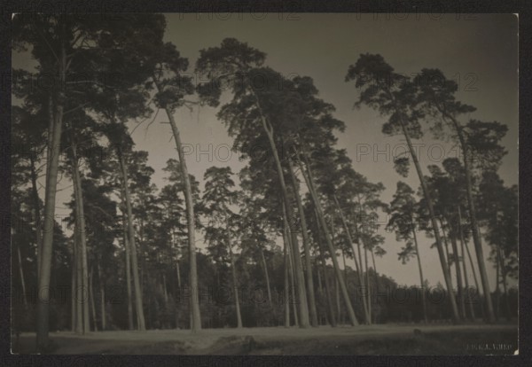 Forest near Kalwaria, photographed by Jan Bulhak 1876–1950. Pines, circa 1934. Photograph, nature photograph; 11.3 × 16.8 cm. Location: Kalwaria Wilenska near Vilnius, Lithuania. Photographer: Jan Bulhak., A grayscale scene of a forest with a group of tall, thin trees with straight trunks and rounded canopies, some leaning at angles. The foreground shows a flat, open ground area, and the background has denser trees forming a darker band. The sky above is a smooth light gray, and the overall tones range from deep black and dark gray in the tree foliage and distant woods to medium and light gray in the trunks, ground, and sky.