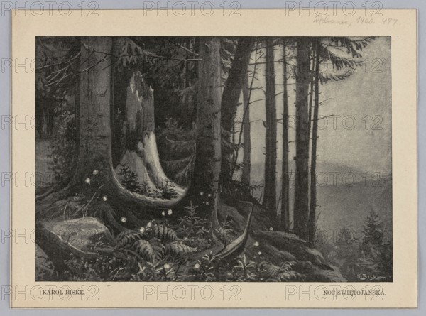 Reproduction of a painting: Karol Biske 1863–1928, Midsummer Night Kupala Night, 1900; painting; Polish; forest scene; press illustration; reproduction of a work of art., A grayscale illustration of a dense forest scene framed by a light border, showing a group of tall, straight tree trunks in the foreground with rough textured bark and exposed roots spreading across the forest floor; a few larger trunks are closer to the viewer and a group of thinner trunks recede into mist in the background, where lighter tones create a hazy sky and distant treetops. The ground is covered with ferns, low plants, and scattered rounded stones, and several small glowing orbs appear above the leaf litter and near roots. Branches with needle-like foliage extend from the trunks, casting darker shadows that contrast with paler patches on some tree trunks. Overall tones range from deep blacks and dark grays in the shaded areas to mid-grays and light grays in the misty background and highlights.