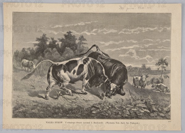 Bullfight; Brodowski, Józef 1828-1900 illustrator/author, Kluczewski, Michal fl. 1869-1890 woodcut artist, painting; Polish painting; animals; domestic cattle; bulls; animalistic scenes; 1877–1885; Poland; graphic art; art reproduction; press illustration, A monochrome engraving showing a pastoral scene with a group of cattle in a grassy field; two large bulls are locked head-to-head in a confrontation in the foreground, their bodies rendered with strong contrasts and patterned markings, while several other cows and calves rest or graze in the middle and background. The landscape includes a flat horizon with a stand of trees and distant shrubbery, and the sky is filled with horizontal hatch lines suggesting cloud formations. Foreground vegetation such as grasses and broad-leaved plants is detailed along the lower edge, and the overall palette is shades of black, gray, and off-white.