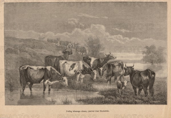 Fudge; painting reproduction after Brodowski, Józef 1828–1900; woodcut by Choromanski, A. fl. 1870–1881; 1879. Illustration depicting domestic cattle—cows—in meadows and pastures; Polish painting; graphics; press illustration., A group of cows and a calf stand and wade along a grassy, marshy shoreline beneath a wide sky; several cows are positioned in the shallow water with reflections visible, while others stand on damp grass and slightly raised ground. The animals show varied coat patterns and shades, including areas that appear light, dark, and midtone; horns are visible on a number of the cows. In the background a few more cows are seen on a gently sloping hillside, and sparse trees or shrubs dot the landscape near the water’s edge. The sky contains layered cloud forms, and the overall scene is rendered in a monotone palette of sepia, beige, tan, brown, and gray.