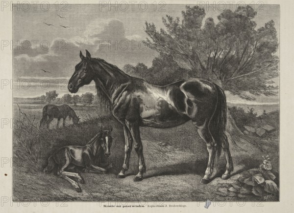 Reproduction of a painting: Józef Brodowski 1828–1900, Horses in the Pasture; 1873; painting; reproduction; woodcut artist: Bronislaw Puc fl. 1867–1891; subjects: animals, foals; style: Polish painting; graphics; press illustration; reproduction of a work of art; Warsaw., A detailed black-and-white illustration shows a large horse standing in the foreground with a smaller horse lying on the ground nearby; both animals display glossy shading and visible muscle contours. In the midground a third horse grazes among tall grasses. A large tree with many branches and textured leaves stands behind the standing horse, and there are distant trees and a low horizon across the scene. The sky contains layered clouds and a few birds in flight. The ground is depicted with grasses, patches of dirt, and scattered rocks, and a cluster of broad-leaved plants appears near the lower corner. The overall tones are shades of black, gray, and white.