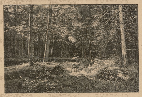Reproduction of a drawing: Feliks Brzozowski 1836–1892, From the forests; painting; Polish painting; Brzozowski, Feliks 1836–1892 — reproduction; roe deer; game animals; forest landscapes; late 19th century; Poland; press illustration; graphics, A monochrome scene in muted beige and dark brown tones shows a dense forest with tall, slender trees and a textured ground; several tree trunks and branches form a layered canopy, and a group of thinner saplings and undergrowth fills the midground. The forest floor displays patches of grass, scattered stones, and a few low mounds or rocks with lighter highlights, and a small deer-like animal stands near a sunlit patch facing slightly away. Overall the image has a grainy, etched texture with contrasts between darker shaded areas and lighter highlighted surfaces.