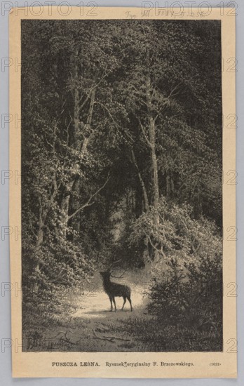 Forest; woodcut after a painting by Feliks Brzozowski 1836–1892, 1887. Depicts a forest interior with deer; graphic press illustration., A vertical monochrome image showing a dense forest scene with tall trees and thick foliage framing a small clearing in the lower center where a lone deer with antlers stands facing left; light and shadow create a bright patch around the deer and darker, heavily textured tree trunks and leaves fill the upper and side areas, with undergrowth and bushes in the foreground, and the overall tones are black, dark gray, and off-white/beige.