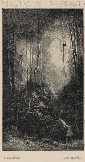 Reproduction of an engraving: Feliks Brzozowski 1836–1892, A String of Sunflowers; 1903 — illustration, forest interiors, birds, forests, painting, Polish painting, press illustration, reproduction of a work of art., A tall, narrow black-and-white scene of a dense forest with a group of slender tree trunks rising from a shadowed undergrowth into a lighter canopy, a few branches and foliage visible against a pale background; darker textures form the forest floor with tangled shrubs and grasses, and near the lower right a small figure stands holding an elongated bright object that emits a beam of light into the trees, creating contrast between illuminated and shadowed areas; overall colors visible are black, white, and shades of gray.