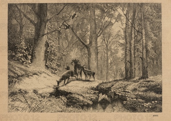 On the lek; title page illustration, 1885. Woodcut by Feliks Brzozowski 1836–1892. Illustration of animals in a forest interior; animalistic scene; graphic/press illustration; Polish painting/graphics; reproduction. Created in Warsaw., A monochrome illustration shows a wooded scene with a group of deer standing near a small stream, one deer bending down to drink while others look around; tall trees with textured trunks and branches fill the background and frame the clearing, with foliage and undergrowth around their bases and along the stream bank; a bird perches on a branch above, and the ground is covered with grasses and low plants; the overall colors visible are shades of brown, black, and tan.