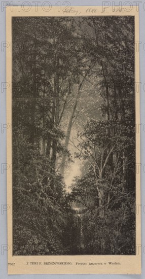 Reproduction of a drawing by Feliks Brzozowski 1836–1892, Forest Landscape; illustration showing forest interiors and a waterfall; painting; Polish; 1886; press illustration; reproduction of a work of art., A tall vertical scene of a densely wooded forest with a narrow sunlit clearing or path running up the center, framed by dark tree trunks and branches on both sides; the foliage appears textured and layered with a mix of light and dark tones, showing leaves, thin branches, and understory vegetation. The image palette is monochrome with shades of black, gray, and beige. The forest canopy at the top is dense and shadowed while the central clearing is lighter, creating contrast; several slender trunks and branching twigs are visible throughout, and a few areas of denser shrubbery and leafy growth occupy the lower portion. The scene is bordered by a light-colored margin around the image.