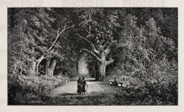 Under the old linden trees; from Biesiada Literacka 1901, no. 26 28 June, p. 528. Illustrator: Feliks Brzozowski 1836–1892. Reproduction after Antoni Malczewski 1793–1826. Illustrations for literary works; park alleys; painting; Polish painting; graphics; press illustration; 1901., A dark scene shows a tree-lined path receding into a lighted opening, with large trees on both sides whose trunks and branches create a canopy; the foliage and undergrowth are dense and textured. On the path, a pair of figures walk close together, one using a walking stick, their clothing appearing dark. There are low railings or benches along the path edges and a mixture of leafy shrubs and grasses in the foreground. The image is rendered in shades of black, gray, and off-white.