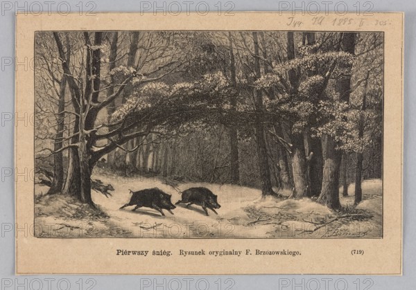 First snow; woodcut illustration after Feliks Brzozowski by Julia Krajewska, 1885. Depicts wild boars, hunting dogs and hunters in a forest winter interior; graphic art/press illustration; Polish painting/reproduction; Warsaw., A detailed black and white illustration of a snowy forest scene shows a group of large trees with bare and leafy branches, their trunks and limbs dark against a lighter ground. In the foreground, a snowy path winds through the trees, and a pair of wild boar appear running along it with another animal further behind. A few broken branches and scattered leaves lie on the snow, and the background fades into a dense stand of trees and undergrowth. The visible colors are shades of black, white, and beige from the paper.