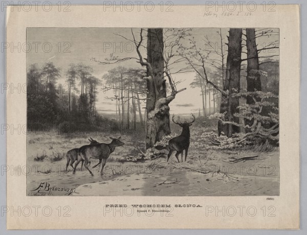 Before sunrise; Brzozowski, Feliks 1836–1892 draughtsman/author; Malinowski, Aleksander 1855–1917 woodcut artist/author; woodcut; 1882; illustrations of animals—deer in forest landscapes; graphics; press illustration; painting; Polish painting., A grayscale illustration of a forest clearing with a few tall trees in the foreground and a group of trees in the background, showing a misty or hazy atmosphere; a stag with antlers stands near a tree facing toward the trees, while a few does are nearby walking; the ground is uneven with scattered branches and low vegetation, and the tree trunks show textured bark and some bare branches; overall tones include shades of black, gray, and white.