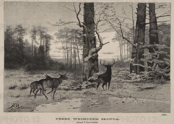 Before sunrise; woodcut illustration for the magazine Klosy, 1882. Artist: Feliks Brzozowski 1836–1892 draughtsman/author; woodcut artist: Aleksander Malinowski 1855–1917. Subject: animalistic scene depicting deer in a forest landscape. Medium: woodcut/graphics; press illustration; Polish painting/graphic style; 1882, Warsaw., A grayscale forest scene shows a clearing with a few tall trees in the foreground and a group of trees receding into the misty background; a large tree with gnarled branches stands near center, flanked by two darker trunks to the right and thinner leafless branches stretching across the sky; on the ground there is a grassy, uneven floor with scattered twigs and low shrubs; three deer are visible, two positioned together on the left and one stag with antlers standing slightly apart toward the right; the image overall presents shades of black, gray, and off-white.