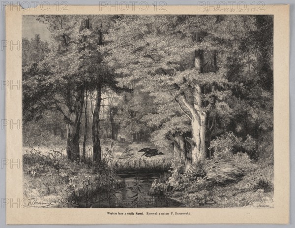 The interior of the forest near the Narew River; woodcut after a painting by Feliks Brzozowski 1836–1892, created 1880; subjects: forest interior, birds, ducks; technique: graphics/woodcut, press illustration; Polish painting., The image shows a detailed black and white drawing of a forest scene with a small reflective stream in the foreground, trees with dense leafy canopies on either side, a few slender trunks grouped together at left and a thicker pale trunk at right, low grasses and shrubs along the water’s edge, a bundle of reeds or grasses lying on the ground near the right bank, layered foliage and undergrowth receding into a darker wooded background, and a pair of dark birds flying low over the stream. The visible colors are black, white, and shades of gray.