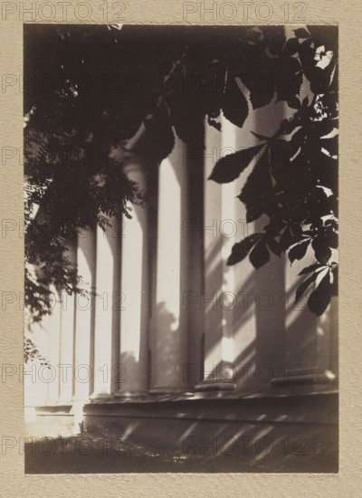Vilnius. Side colonnade of the Cathedral northern elevation; photograph by Jan Bulhak, 1912; pictorialist photographic print, height 16.0 cm, width 11.1 cm; backing height 31 cm, width 22.5 cm; album page height 31.1 cm, width 23.5 cm., A sepia-toned photograph shows a row of tall, cylindrical columns casting long shadows on a base and the ground, framed at the top and right by dark silhouetted leaves and branches; the image contains shades of brown, beige, dark brown, and off-white, with high-contrast light and shadow across the architectural surfaces and foliage.