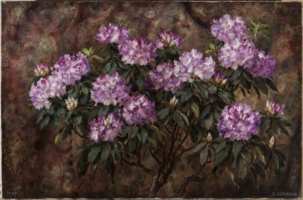 Rhododendrons, Ejsmond, Stanislaw 1894–1939 painter, flowers, contemporary painting, rhododendrons, 1939, Poland place of origin, painting, height 95 cm, width 147 cm, A painted arrangement of a flowering shrub with a group of round clusters of pale purple and pink blossoms set against a mottled brown and olive background, several clusters are fully open while a few are in bud, surrounded by many elongated dark green leaves with lighter green highlights, visible brown stems and branches support the foliage, and the overall palette includes purple, pink, green, brown, olive, and hints of cream.