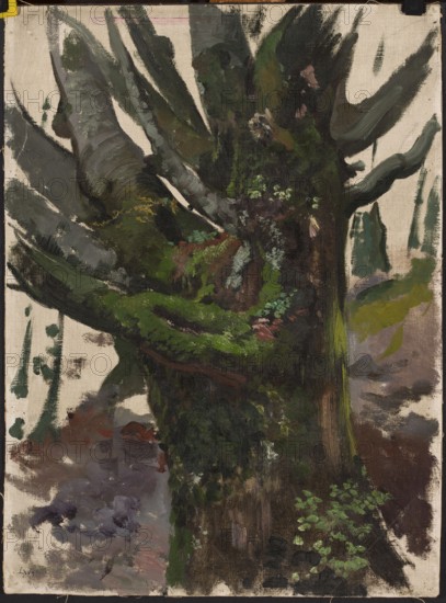 Study of a Tree, Leon Wyczólkowski 1852–1936, oil painting, study of trees/landscape, 19th/20th century, height 59.5 cm, width 44 cm, A close-up view of a tree trunk with several large, thick branches extending outward, covered in patches of moss and small leafy growth. The visible colors include various shades of green, dark brown, gray, black, muted purple, and touches of ochre and pale cream from the exposed canvas. Brushstrokes and textured paint create areas of dense dark foliage, softer grayish limbs, and bright green mossy highlights, with scattered areas of muted reddish-brown and hints of pale pink and lavender in the background.