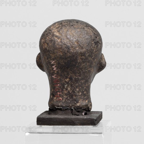 Head of a priest figurine. A man's head fragment of a statuette, completely devoid of hair. Skull bony structure excavated, expanded in the rear, upper part highly vaulted. Small, narrow eyes with heavy drooping eyelids; fleshy nose flattened at the tip with wide, thick nostrils. Deep furrows and wrinkles under the eyes and around the nose and mouth. Fleshy, schematically developed ears, right ear slightly flattened. With base. c. 747–656 BC; Third Intermediate Period, 25th Dynasty, Egypt. Sculpture. Height 4.7 cm; width 3.5 cm; depth 4 cm., A small sculpted head viewed from the back, showing a rounded skull and short neck with small protruding ears; the surface appears rough and weathered with mottled dark brown and black tones and patches of lighter brown and gray; the head is mounted on a dark rectangular base with a textured lower layer and sits on a clear pedestal; the background is a plain light gray.