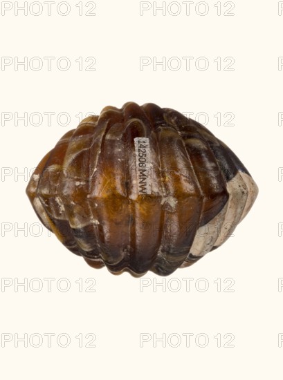 Balsamarium in the shape of a double shell, 2nd–3rd century AD, vessel, height 7.1 cm, A rounded, ribbed object with a ridged, segmented surface in shades of brown, amber, and dark brown, with some lighter beige and off-white areas and small patches of white residue; the surface appears glossy in places and matte in others, with worn and slightly irregular edges and subtle variations in color tone across the segments.