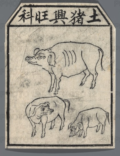 Department of Deities - Guardians of Pigs, unknown artist, guardian deities iconography, Chinese, nianhua New Year's picture, early 20th century, graphic print, height 14.5 cm, width 10.5 cm., A rectangular paper with an octagonal top edge shows black line drawings of a group of pigs on a textured light beige background; the largest pig is drawn near the top facing left with visible ear, snout, and rib lines, while two smaller pigs are below it in different poses, one facing left and the other lowering its head, all outlined in black. The image contains solid black border lines and black ink marks at the top area, and the visible colors are beige, black, and gray.