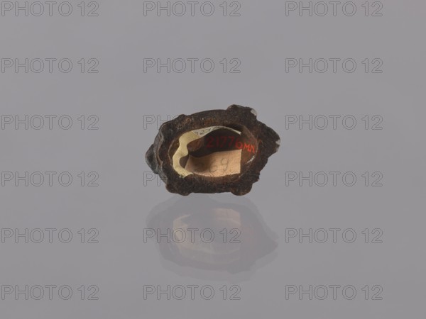 Group of turtles; okimono, Japanese, Meiji 1868–1912, 19th/20th century. Figurine ceramic, height 2.8 cm, width 3.5 cm, depth 5.5 cm., An irregular dark brown object with a rough outer surface sits centered on a smooth light gray background, showing an inner cavity lined with lighter tan and beige layers; there is a reflection of the object visible beneath it, and colors present include dark brown, tan, beige, light gray, and a small area of red.