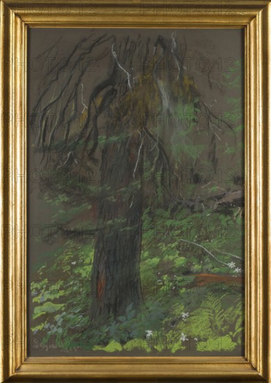 Wyczólkowski, Leon 1852–1936, painter. Title/subject: forests, spruces, trees. Date: 1915. Medium: pastel drawing. Dimensions: height 85.5 cm, width 58.5 cm. Polish., A framed painting shows a large tree trunk in the foreground with dark brown and black bark and a reddish area on the trunk, surrounded by green foliage and ferns in varying shades of green. The tree has hanging branches and drooping, wispy limbs rendered in dark charcoal tones with touches of white and gray highlights. The background contains shadowy, indistinct forms in muted brown and dark green, with several lighter green patches suggesting undergrowth. Small white flower-like marks appear near the base among the greenery. The picture is enclosed in a gold frame with a textured, ridged surface.