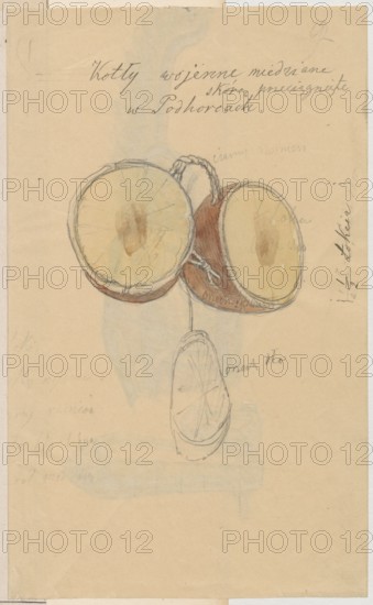 17th-century hussar armor; verso: copper war cauldrons covered with leather; hussars, militaria, Pidhirtsi Ukraine, craft, Castle knights' collection, armor, cauldrons musical instruments, war cauldrons, knights' armor. Drawing on paper, glued with the side edge onto a cardboard of similar dimensions, which is glued with the upper edge on a second cardboard. Dated 1830–1884. Drawing: height 19.4 cm, width 12.9 cm; card: height 22.6 cm, width 13.5 cm; cardboard: height 35.8 cm, width 25.9 cm., A hand-drawn sketch on beige paper shows a group of three round objects resembling shells or shallow bowls connected by a short braided rope, with a smaller elongated oval object hanging below. The two larger round objects are side by side, each with pale yellow interior areas and light brown centers, bordered by thin gray outlines and darker brown outer rims; one rim has visible braided texture in shades of gray and brown. The connecting areas and the body between the two rounds are shaded in war...
