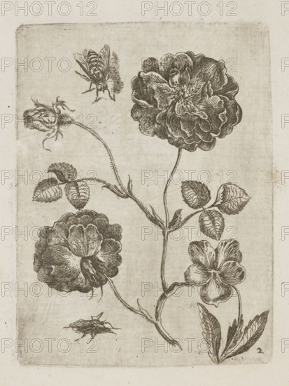 Floral arrangement; Tobias Frankenberger 1627–1664, young engraver/author; German; Alsace France, Strasbourg France; flowers, insects, bees, roses; pattern books, decoration patterns; botany; French graphics; 1662; album; height 14.6 cm, width 10.8 cm, The image shows a botanical ink drawing of a plant with a tall central stem bearing several branching stems, leaves, and blossoms; the flowers are rendered with layered, ruffled petals and visible veining, and a few buds and separate smaller blossoms appear around the main stems. There are a couple of insect-like figures depicted near the blooms, one near the top and another near the bottom. The background is a light, aged beige with darker sepia-toned ink lines and shading creating the floral and insect details, and there are subtle off-white and brownish tones in the paper.