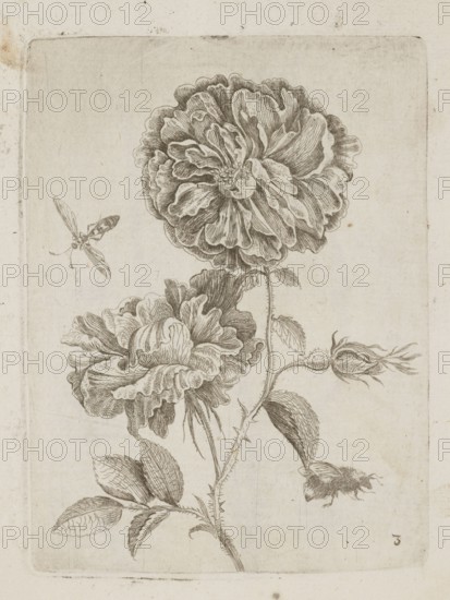Floral arrangement; Tobias Frankenberger 1627–1664, engraver; German Alsace, France; flowers, insects bumblebees; decoration patterns; botany; pattern books; French graphics; 1662; album; height 14.6 cm, width 10.9 cm., A detailed monochrome drawing of a flowering plant with two large ruffled blooms, a few leaves, stems with visible thorns, and a couple of buds; a small insect with outstretched wings appears near the upper left of the composition; the image background is a pale off-white with subtle age spots and light smudging, and the drawing lines are rendered in a muted brown-gray tone.