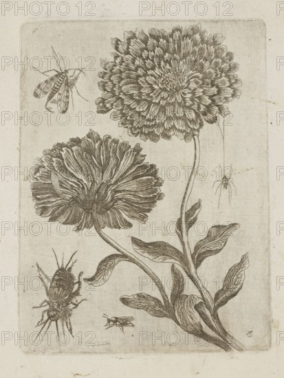 Floral arrangement; Tobias Frankenberger 1627–1664, young, engraver; German; flowers; Alsace France; insects; Strasbourg France; pattern books; decoration patterns; mosquitoes; botany; spiders zool.; French graphics; 1662; album; height 14.6 cm; width 10.8 cm, The image shows a detailed line drawing of two large, round, densely petaled flowers on curved stems with several elongated leaves, accompanied by a few insects including a flying insect near the top left, a small crawling insect near the bottom center, a larger insect with visible legs and antennae near the lower left, and a hanging insect toward the right; the drawing is rendered in shades of brown and beige on an aged, off-white background.