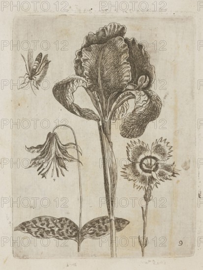 Floral arrangement; Tobias Frankenberger 1627–1664, young; engraver/author; German culture, Alsace France; flowers, insects, irises; decoration patterns, patterns; botany; French graphics; 1662; Strasbourg; album; height 14.6 cm, width 11.0 cm, A botanical line drawing on a beige, aged paper background showing a tall central flower with broad, ruffled petals and a long straight stem, flanked by a drooping bell-shaped flower on a thin curved stem to the left and a fringed circular flower on a slender stem to the right; a winged insect appears near the upper left of the page and a group of elongated patterned leaves is visible near the lower left. Colors visible include beige, off-white, brown, and dark brown.