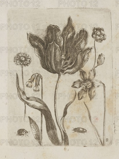 Floral arrangement, Tobias Frankenberger 1627–1664, young, engraver; German; Strasbourg; flowers, insects ladybugs, beetles, tulips; pattern books/decoration patterns; botany; French graphics; 1662; album; height 14.2 cm, width 10.8 cm, A botanical illustration shows a group of flowers and leaves rendered in dark ink on a light beige background with aged spotting; a large central flower with broad, textured petals dominates the composition, surrounded by several smaller blossoms with varied petal shapes and stems, and a few elongated leaves with visible veins. The drawing includes a couple of small insect-like shapes near the lower edge. The visible colors are dark brown or black ink and the pale beige or off-white of the paper.